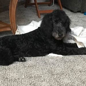 Meet your Posher, Alison